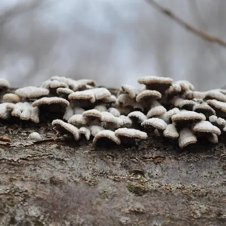 Vakantiehuis El Pajar