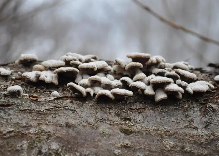 Vakantiehuis El Pajar